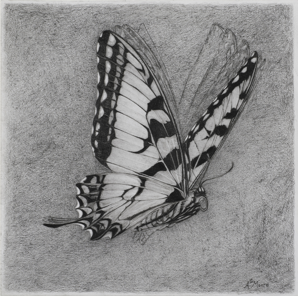 Butterflies and Moths « Subject « Andrew Gordon Moore Fine Artist